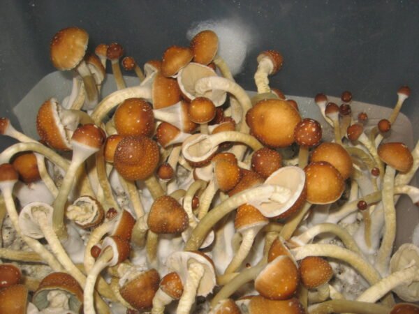 Buy Golden Teacher Mushrooms