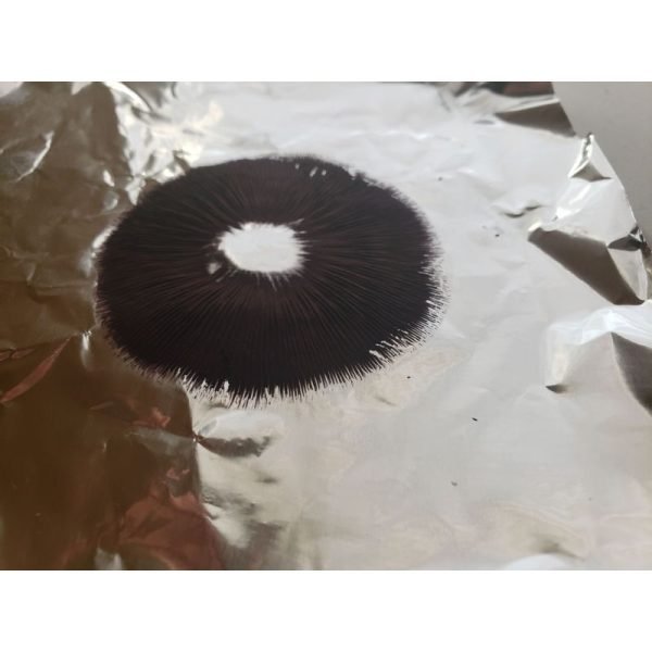 Spore print Albino A+ psilocybe cubensis