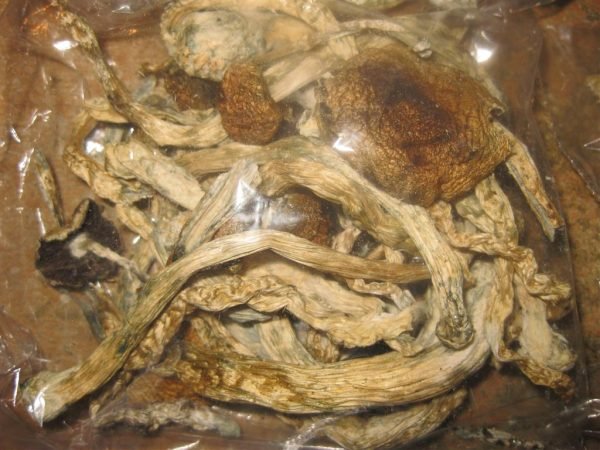 Psilocybe Cyanescens - Image 3