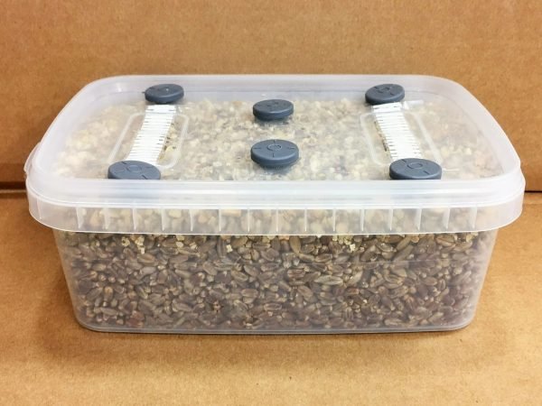 Mushroom Substrate kit XL - Image 2